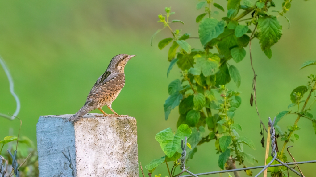Eurasian Wryneck